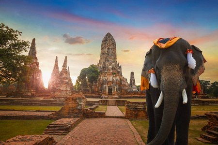 在泰国教科文组织世界遗产遗址大历史公园柴瓦寺的大象