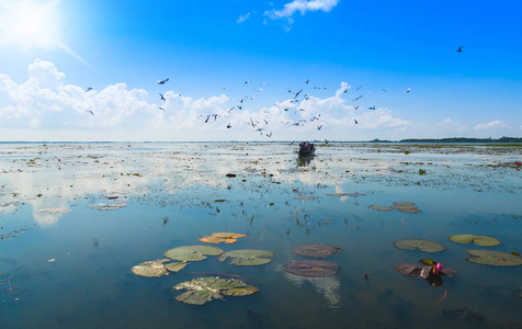 在当地渔民的船上空飞行的海鸥