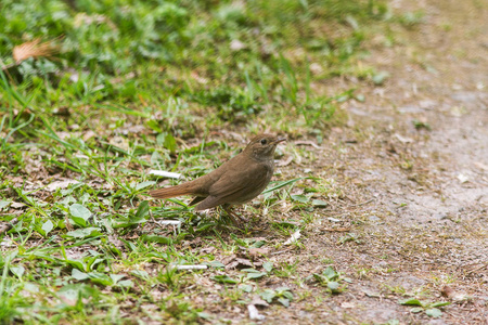 fieldfare 在春天环抱之中