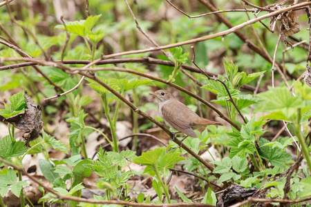 在一个分支上的宝贝 fieldfare