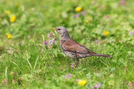 Fieldfare 的肖像