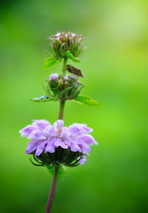 结核分枝杆菌的特写花