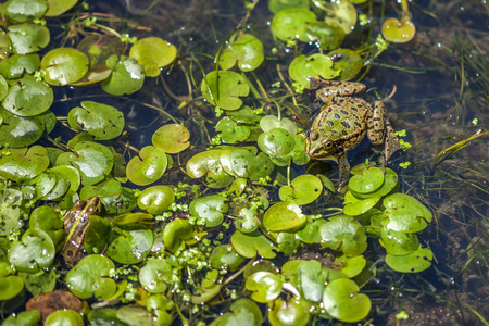 动物世界，青蛙在沼泽，环顾四周
