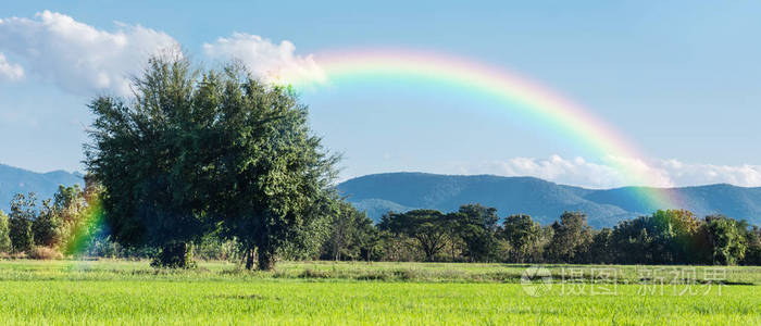 两棵大树蓝蓝的天空和山背景的彩虹美丽绿色稻田