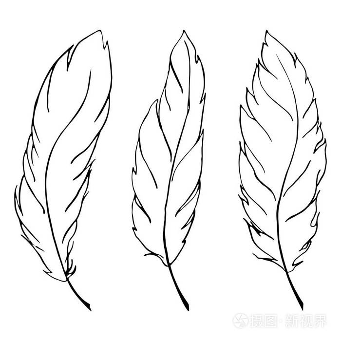 单色黑色和白色的鸟羽毛艺术线条设置矢量插画-正版商用图片0yfbpk-摄