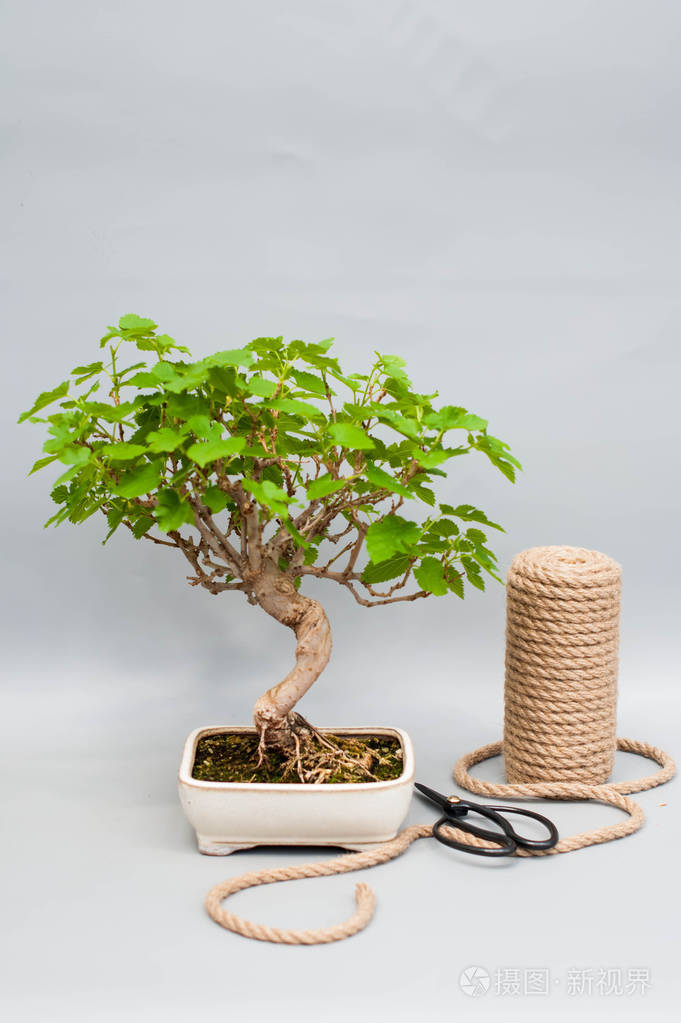 在陶瓷花盆里的日本盆景 在灰色的背景上的盆景 室内盆栽植物在一个简单的灰色背景照片 正版商用图片0yfc30 摄图新视界