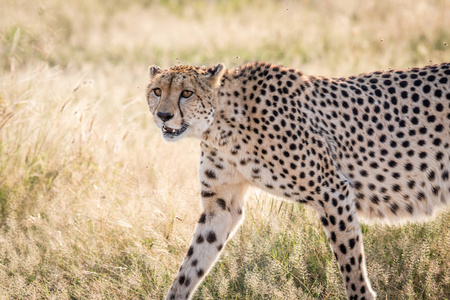 猎豹属jubatus图片