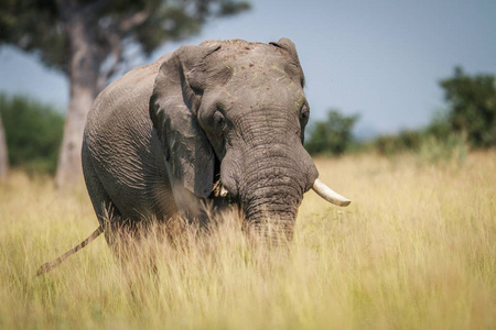 大大象站在高高的草丛