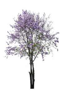 孤立在白色背景上的紫色树 紫薇