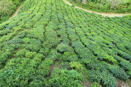 在马来西亚金马伦高原的茶园