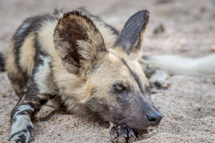 非洲野狗躺在沙子里