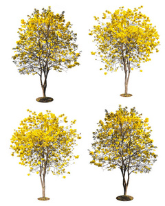 金树，黄色花树，学名白上孤立