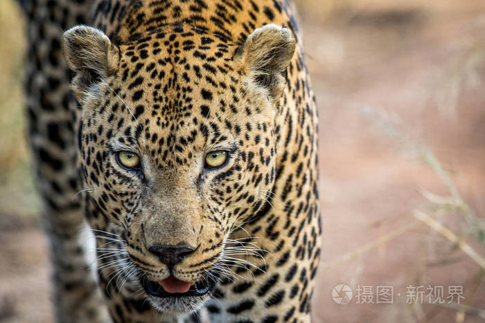 大的雄性豹子头的特写
