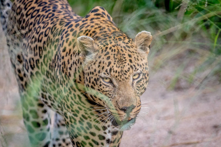大的雄豹的侧面照片