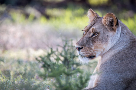 一只母狮子在卡拉哈迪的侧面照片