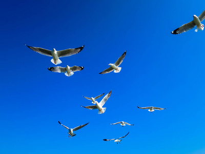 蓝蓝的天空上湖海鸥飞在蓝蓝的天空上照片
