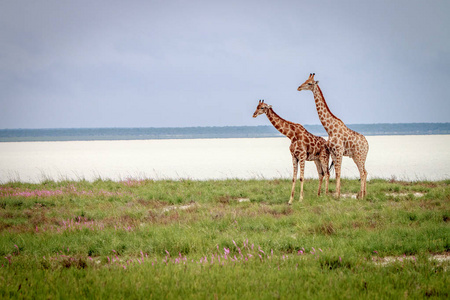 两只长颈鹿站在草地上