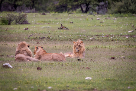 骄傲的狮子躺在草地上