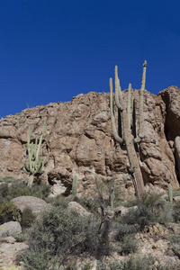 亚利桑那州 Saguaroin 山地荒漠