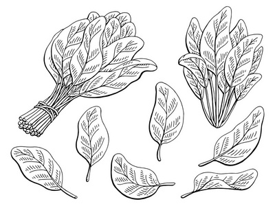 卡通菠菜图片-卡通菠菜素材-卡通菠菜插画-摄图新视界