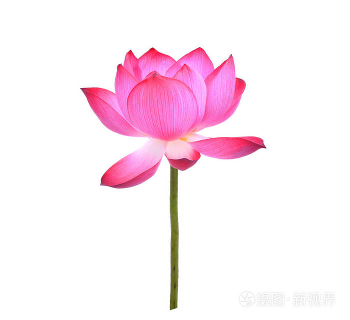 孤立在白色背景上的莲花瓣照片 正版商用图片0yfjpv 摄图新视界