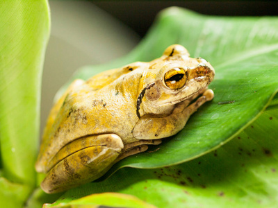 常见的树蛙选址休假斑 leucomystax
