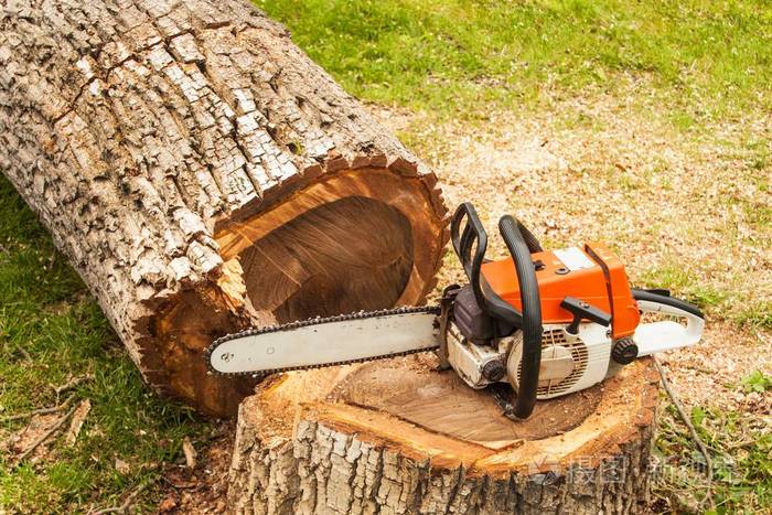 专业电锯是胡桃树上汽油锯砍倒的树上