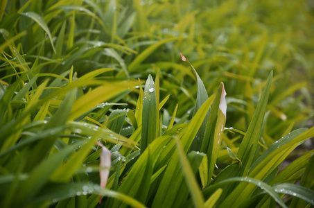 用露珠近距离拍摄浓密的草茎。 湿草宏观拍摄作为自然概念的背景图像