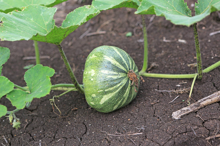 南瓜在暑假期间在花园里种植。年轻的南瓜种植在花园里。在域中泰国新鲜有机南瓜