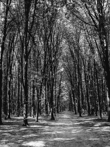 老树与道在黑色和白色绿色森林的照片