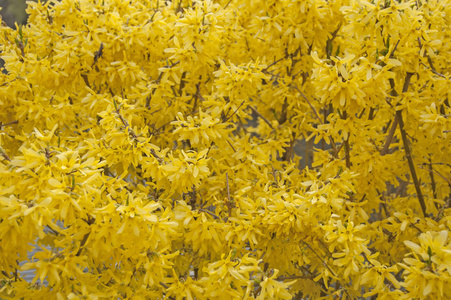 花开。春天。连翘。黄色花