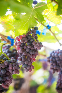 酿酒葡萄葡萄园分农业