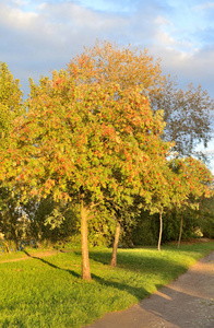阳光明媚的时候的罗文树