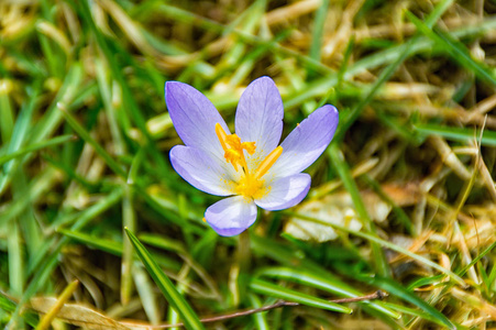 奶奶上的番红花花