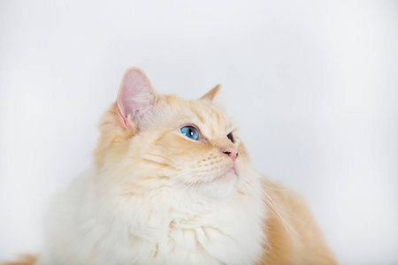 可爱的小猫查找图片