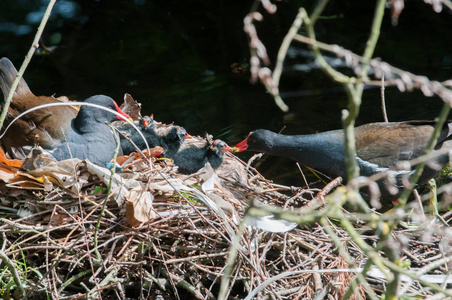 在河巢上筑巢的母鸟和幼鸟