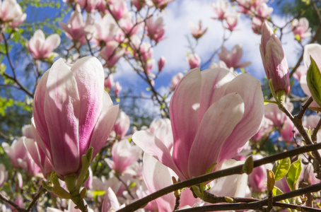 在阳光充足的花园或公园，春天绽放七彩玉兰花