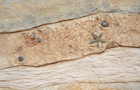 复制副本化石在墙上图片