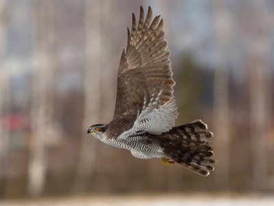 宽阔的翅膀北方苍鹰(天鹰)照片