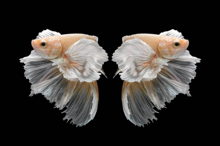 抽象艺术运动的色彩缤纷的斗鱼,黑色的背景上孤立的暹罗斗鱼照片