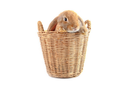 可爱法国罗布泊兔子坐在白色背景上篮