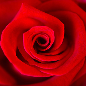 关闭的美丽的红玫瑰