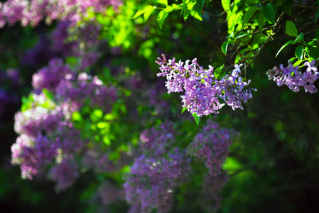 春天紫丁香盛开的花朵