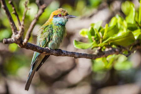 绿色食蜂鸟在斯里兰卡亚拉国家公园