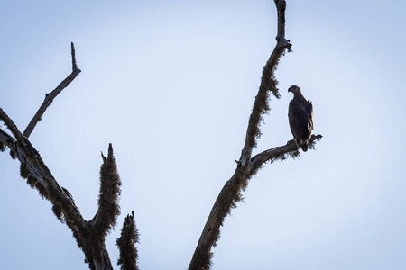 鹰在斯里兰卡亚拉国家公园