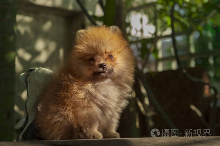 博美犬小狗，坐在木桌上找到相机上