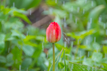 郁金香花在雨特写镜头