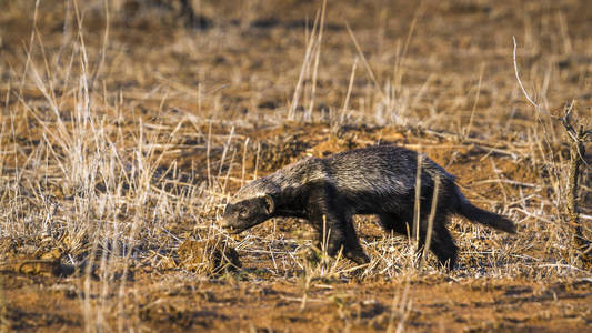 蜜獾在南非克鲁格国家公园图片