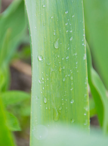 特写, 长叶与帕拉米雨