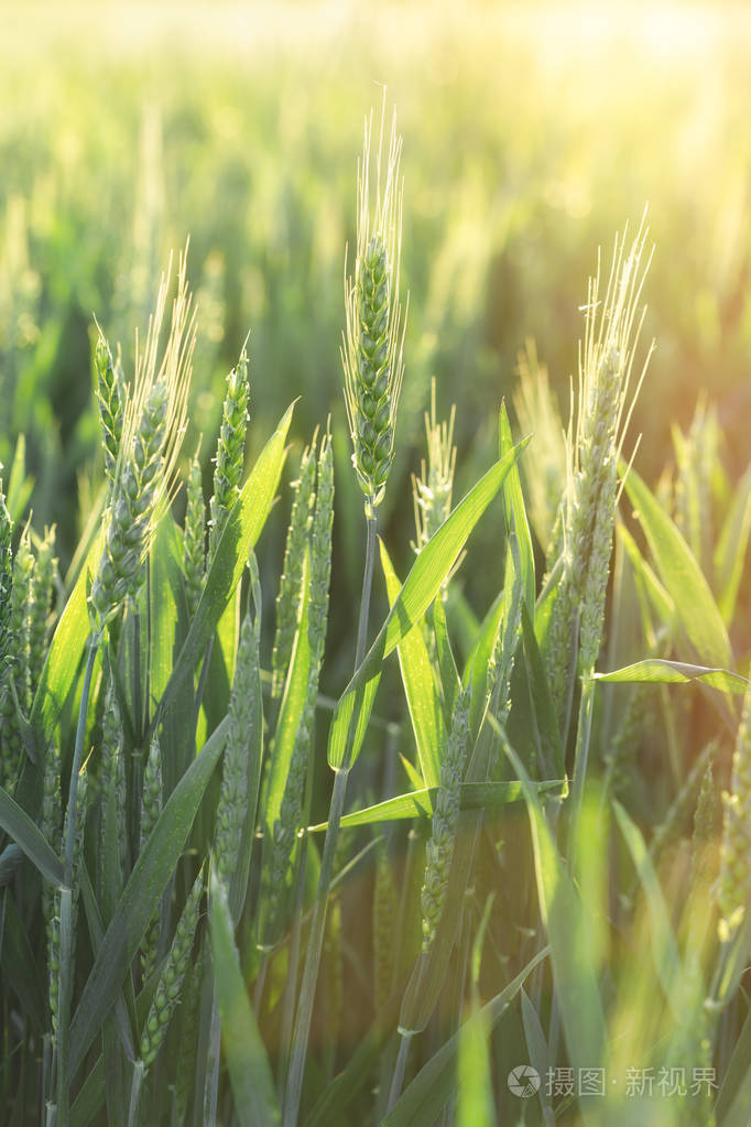 未成熟的绿色麦田绿色麦田阳光照亮的绿色麦田麦田里的日落